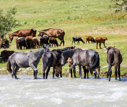 Horses gather at shallow river crossing