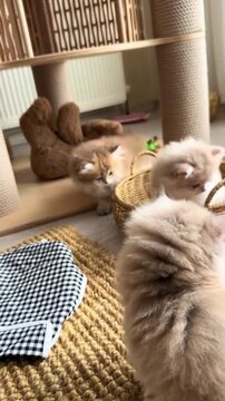 Fluffy golden kittens playing together with a red ball toy in this high quality motion video clip for pet lovers