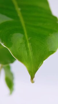 Fresh green leaf dropping clear water droplet from its tip. High contrast leaf on white background. Vertical extreme close up view for nature skincare concept.