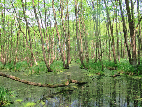 bad saarow, deutschland - mineralhaltiges naturmoor in den wierichwiesen