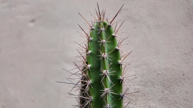 Macro close-up of intricate cactus spines and areoles