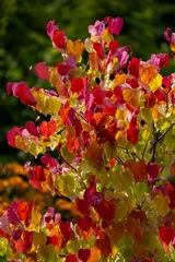Eastern redbud tree "Eternal flame" (Cercis canadensis) in the summer garden, background for design or wallpaper © anettastar