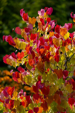 Eastern redbud tree "Eternal flame" (Cercis canadensis) in the summer garden, background for design or wallpaper