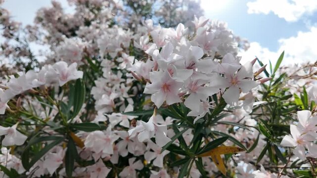 Aesthetic blooming oleander bush in a sunny Mediterranean garden