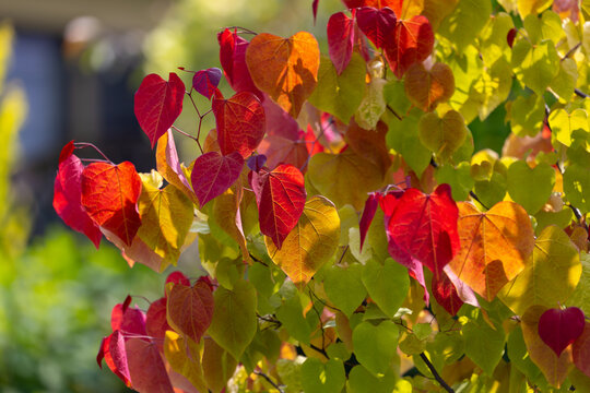 Eastern redbud tree "Eternal flame" (Cercis canadensis) in the summer garden, background for design or wallpaper