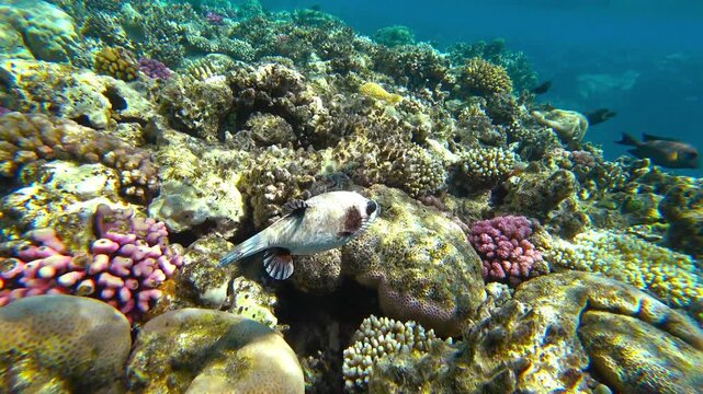 beautiful coral reef and fish