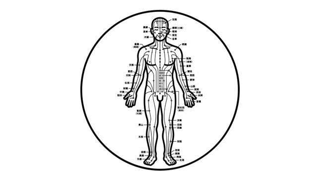 Human body acupuncture points diagram illustration.