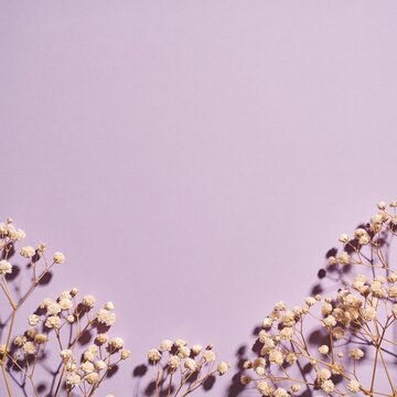 Delicate dried gypsophila flowers casting soft shadows on a soft lilac background, creating an ethereal and minimalist composition