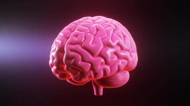 Animation video of a human brain slowly rotating under professional studio lighting, set against a bright, high contrast background