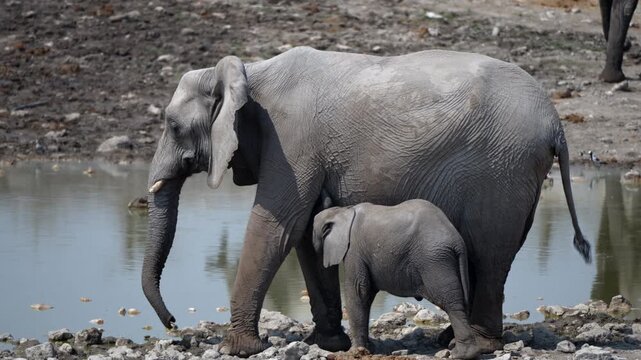 An elephant calf and its mother rest near a waterhole on a hot day, Etosha National Park, Namibia. 