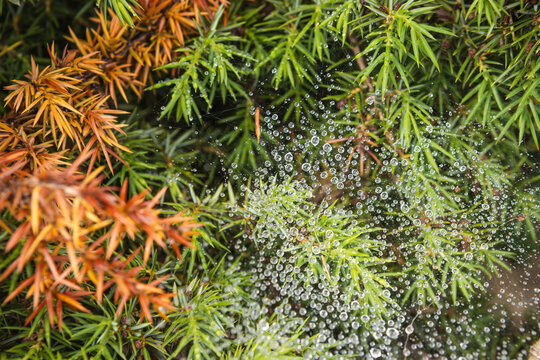 Macro shot of Bear's Cushion plant showing green and orange foliage with dew drops in Abr Forest, Semnan, Iran.