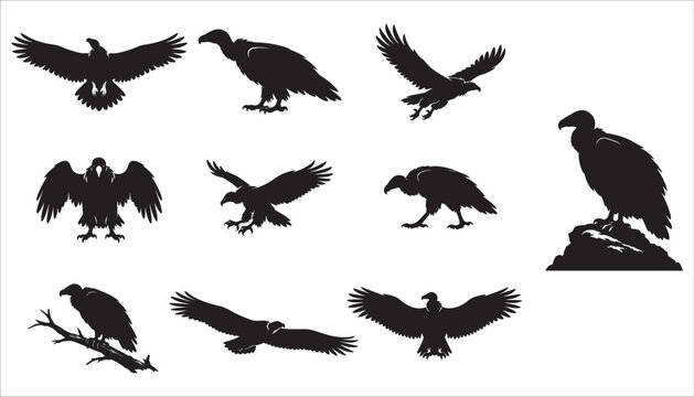 Set of black vulture silhouettes in various flying poses