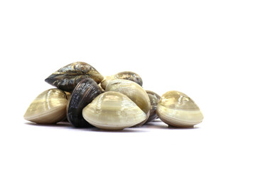 Closed up fresh baby clams. venus shell. shellfish. carpet clams. Food from nature. as raw food from the sea are the seafood ingredients. fresh clams isolated on white background © Pisan
