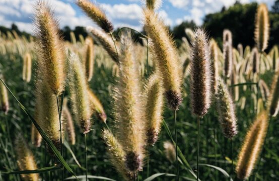 Golden foxtail grass field swaying in the wind under sunny blue sky