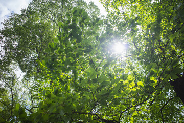 Fototapeta premium Dazzling sunlight flashing through vibrant green leaves of forest trees in summer.