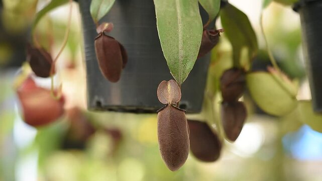 Monkey cups or nepenthes on natural background.