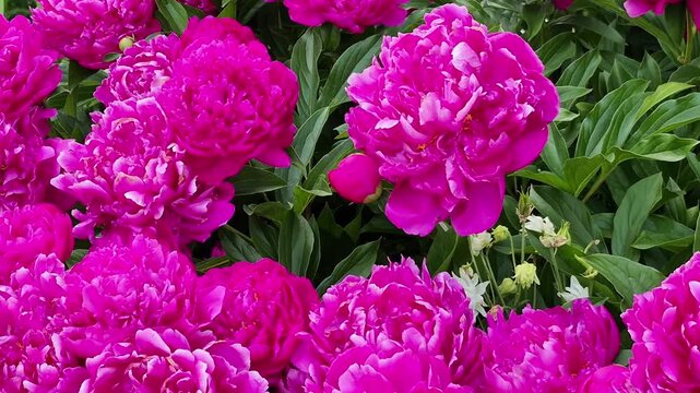 Cluster of bright pink peonies in bloom, garden flowers, vibrant petals, floral arrangement, summer garden, lush blooms.