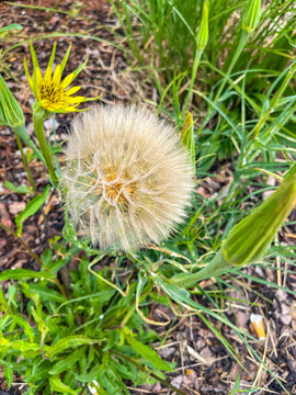 Close-up of a large fluffy seed head of a wild dandelion or salsify flower surrounded by green grass and yellow blossoms.