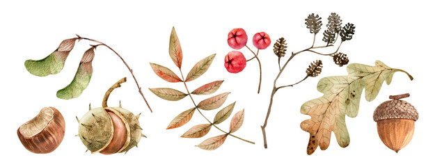 Fototapeta premium A set of watercolor autumn elements a leaf, berry, chestnut, acorn, and maple seed. A hand-drawn collection of forest plants with an autumnal theme.
