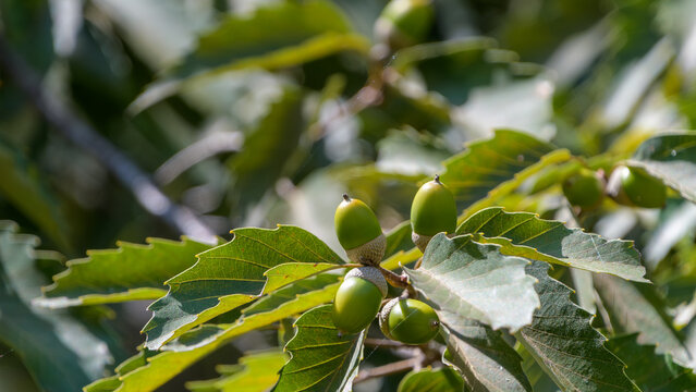Close up of green acorns growing on a sawtooth oak tree with fresh leaves in early autumn forest nature background