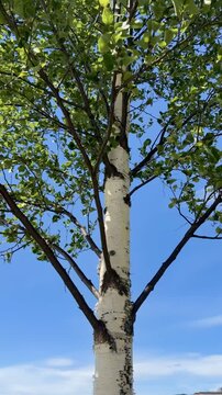 Birch Tree Branches Against Clear Blue Sky