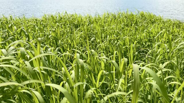 Young Reeds Swaying in Slow Motion Summer Wind