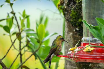 Naklejka premium Tyrian metaltail (Metallura tyrianthina) hummingbird at a hummingbird feeder at a high altitude lodge in Cotopaxi, Ecuador