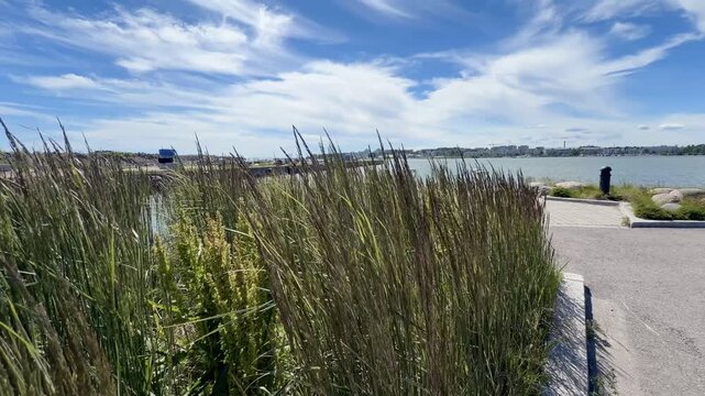 Tall Grass Swaying by Seaside Walking Path
