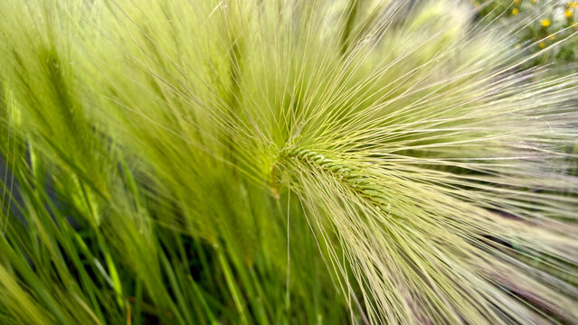 Close-Up of Foxtail Barley Grass Seed Heads