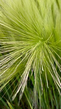 Macro Shot of Green Foxtail Barley Grass