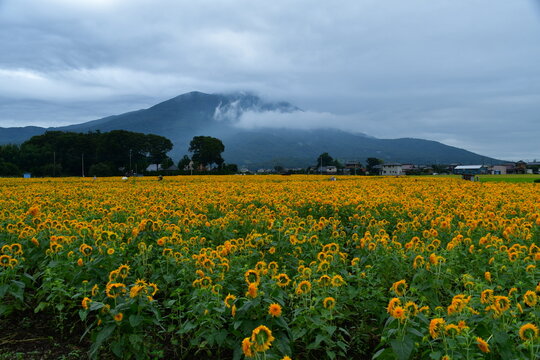 群馬県 筑西市のあけのひまわりフェスティバル～東北八重ひまわり