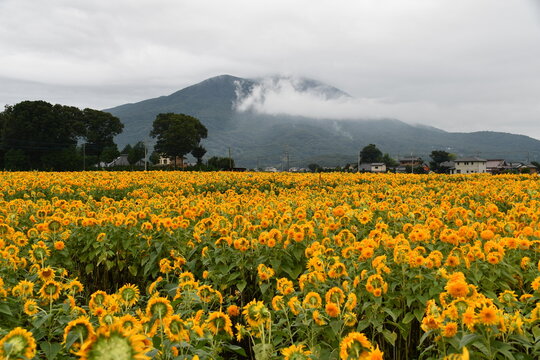 群馬県 筑西市のあけのひまわりフェスティバル～東北八重ひまわり