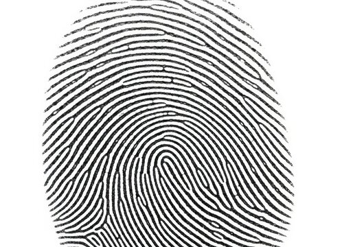 Detailed human fingerprint pattern
