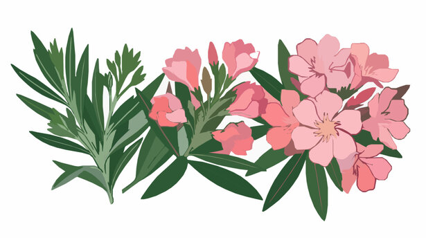 Pink Nerium oleander flower blooming stages botanical flat vector collection isolated on white background
