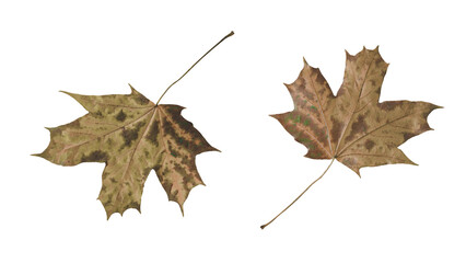Naklejka premium A detailed 3d render of two dried maple leaves with natural brown tones and realistic veins, ideal for autumn or nature-themed commercial projects.