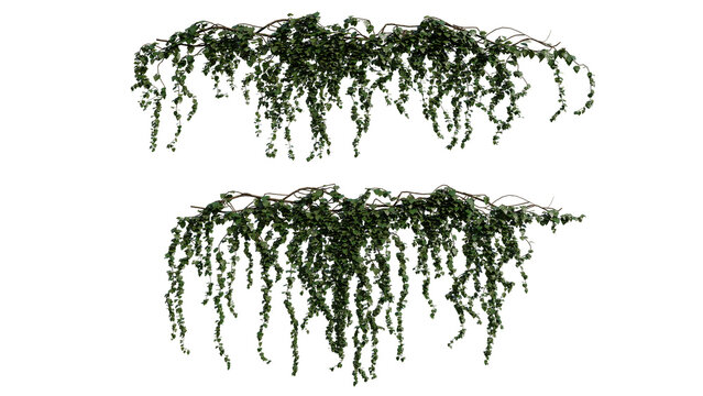 Realistic 3d render of hanging ivy vines featuring dense green leaves and thin brown stems, perfect for architectural renderings and nature designs.