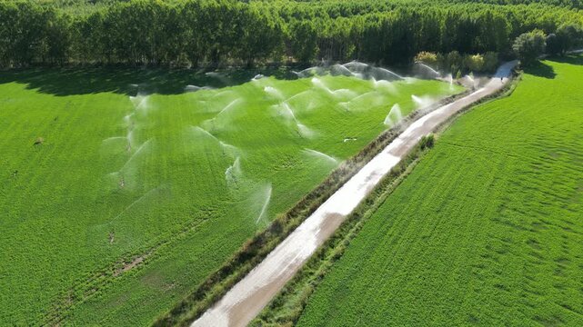 An aerial footage of irrigated green fields and a winding dirt path along the Camino de Santiago in Spain, on a sunny day