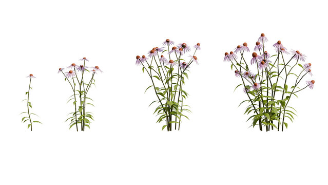 3D render showcasing pink coneflower plants at various growth stages with detailed petals and green leaves against a black background. Perfect for botanical projects.