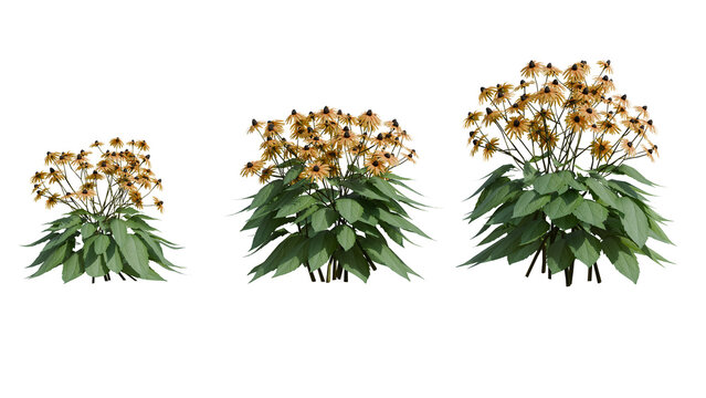 A detailed 3d render of Rudbeckia flowers with vibrant yellow petals and rich green leaves, isolated on black for professional design and advertising use.