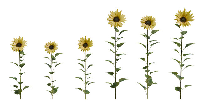 3D render of six tall sunflower stems with bright yellow petals and green leaves isolated on a black background, ideal for nature, gardening, or floral design projects.