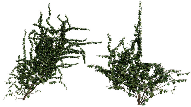 Realistic 3d render of green ivy branches with dense leaves and natural texture, isolated on transparent black background for versatile use in design projects.