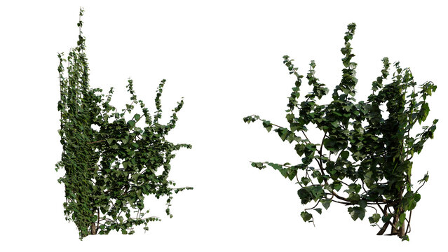 Detailed 3d render of green leafy ivy plants isolated on black background, perfect for design, landscaping, and architectural visualization projects.