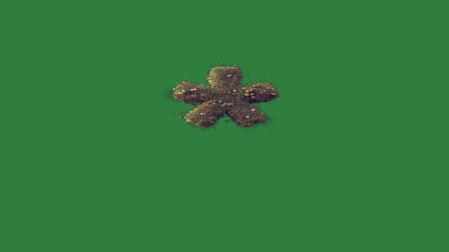 green screen frog small tree flower sitting top animated chromakey illustration emotion expression colorful elements creative movement