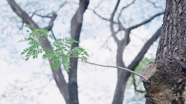 Fresh Green Moringa Branch with Small Leaves Growing on Tree Trunk in Natural Bokeh Forest Background