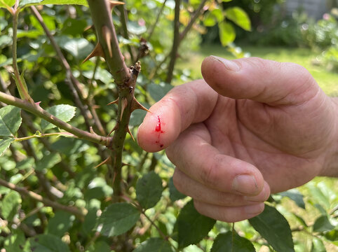Man with a bleeding finger touches a thorny rose bush in a garden