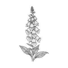 Detailed black and white botanical illustration of a foxglove plant with its distinctive bell-shaped flowers and leaves, rendered in a classic line art style. © Shukhi's world 