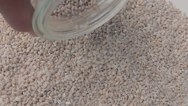 Pouring high-quality pearl barley from a glass jar onto a clean surface for preparation and cooking
