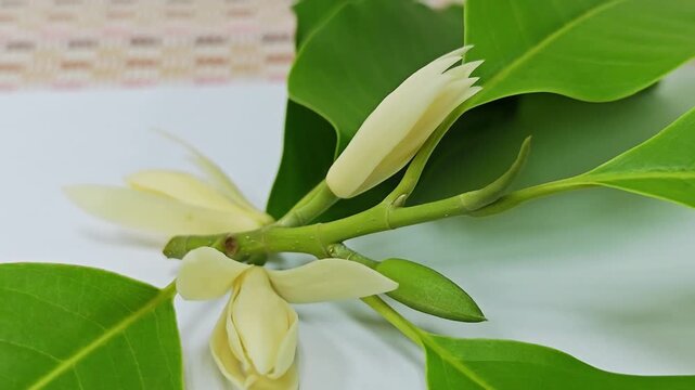 Close up of fresh white champaca flowers on branch with green leaves.