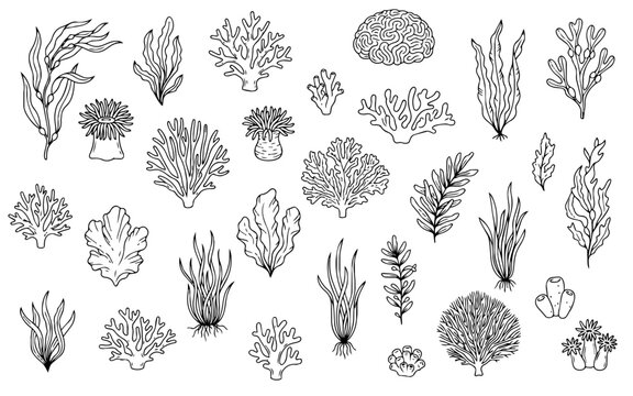 Underwater Plants, Seaweed and Coral Vector Collection