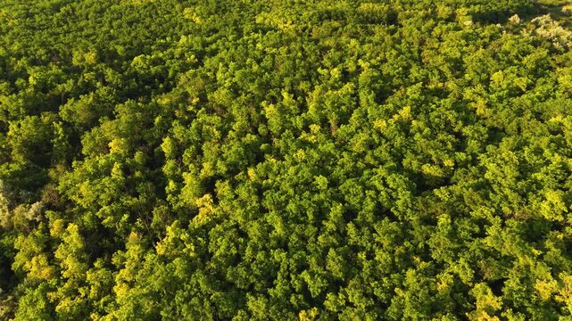 Lush Green Forest Seen from Above, Aerial View of Dense Tree Canopy, Nature Conservation and Sustainable Ecology Concept with Wild Woodland Landscape